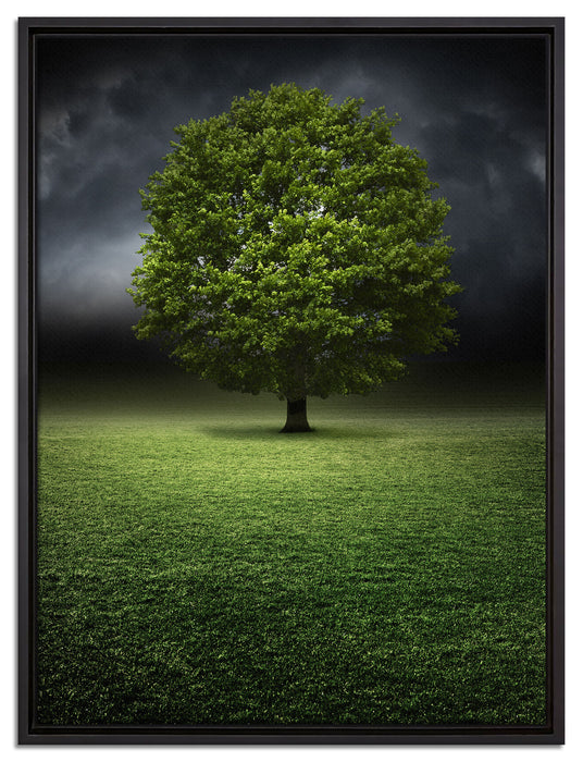 einzelner Baum auf grüner Wiese auf Leinwandbild gerahmt Größe 80x60