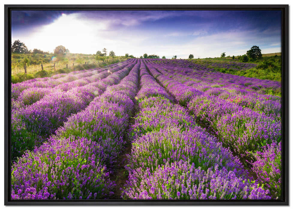 Lavendelfeld Provence auf Leinwandbild gerahmt Größe 100x70