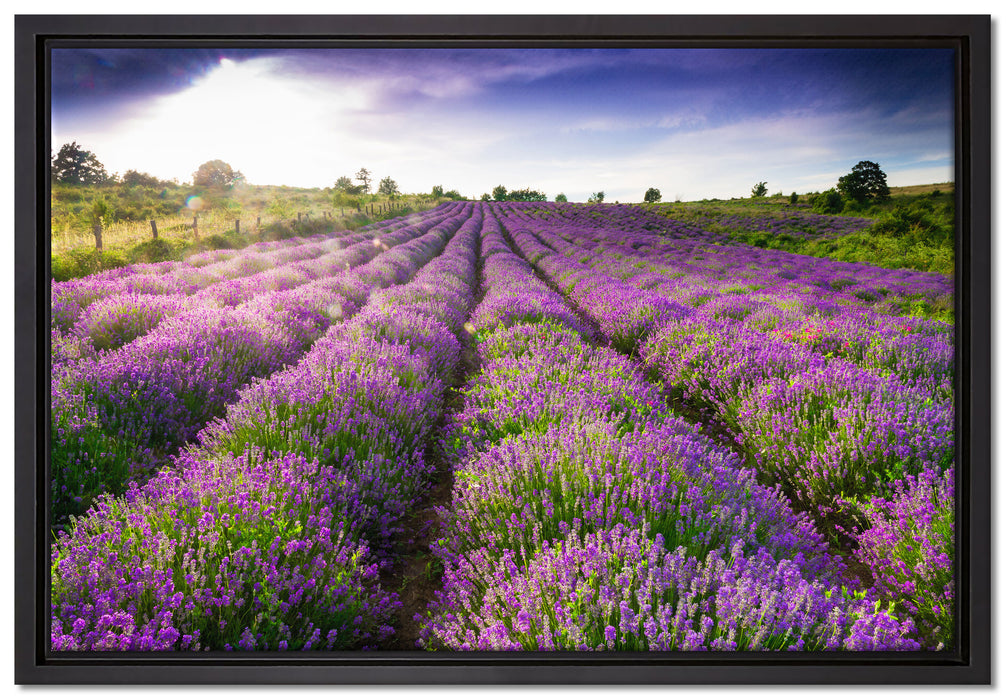Lavendelfeld Provence auf Leinwandbild gerahmt Größe 60x40