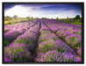 Lavendelfeld Provence auf Leinwandbild gerahmt Größe 80x60