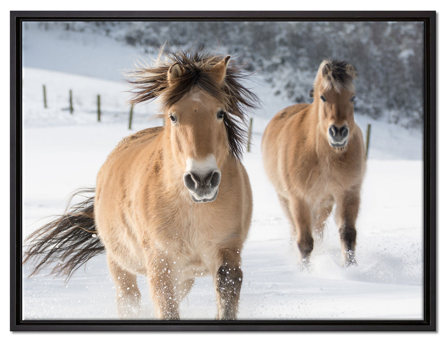 Pferd im Schnee auf Leinwandbild gerahmt Größe 80x60