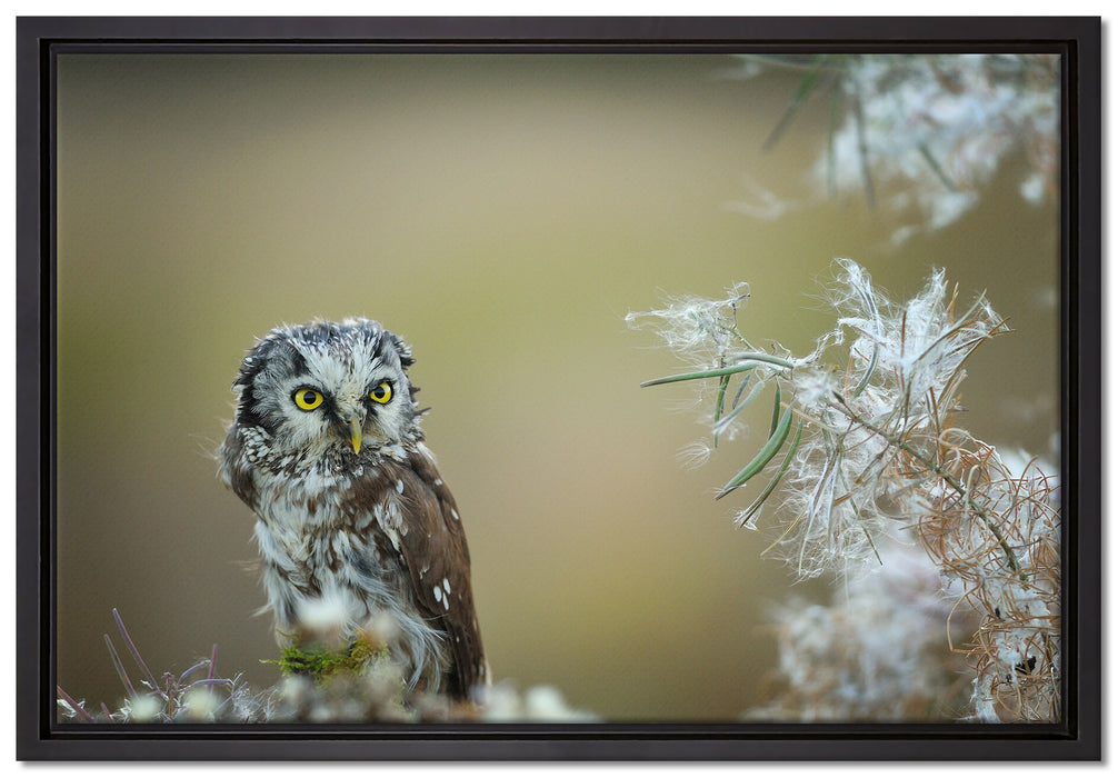 Kauz bestaunt Blatt auf Leinwandbild gerahmt Größe 60x40