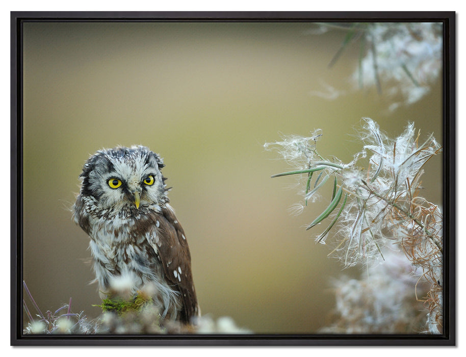 Kauz bestaunt Blatt auf Leinwandbild gerahmt Größe 80x60