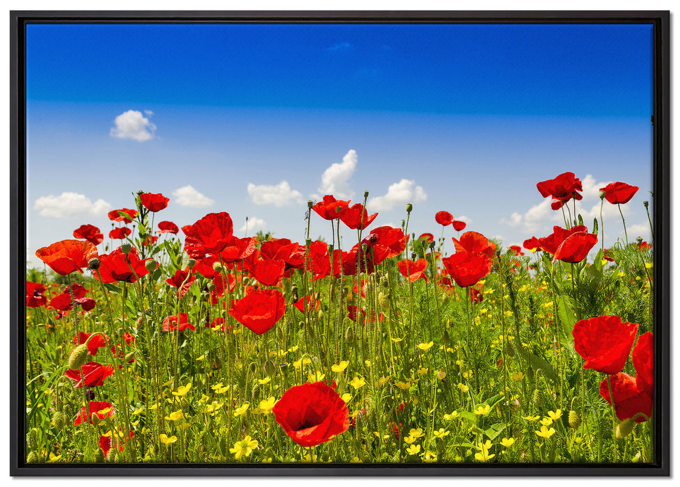Mohnwiese auf Leinwandbild gerahmt Größe 100x70