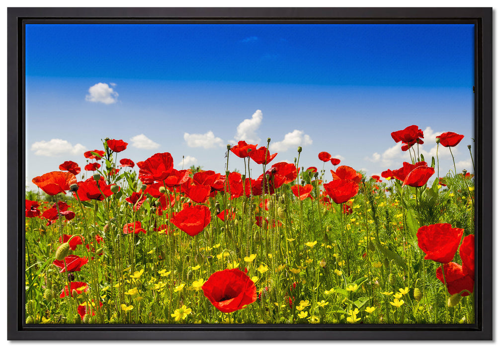 Mohnwiese auf Leinwandbild gerahmt Größe 60x40