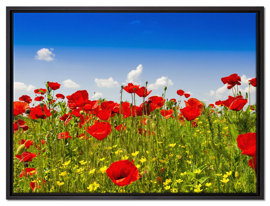 Mohnwiese auf Leinwandbild gerahmt Größe 80x60
