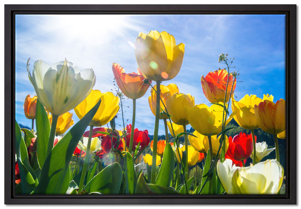 Wiese Froschperspektive auf Leinwandbild gerahmt Größe 60x40