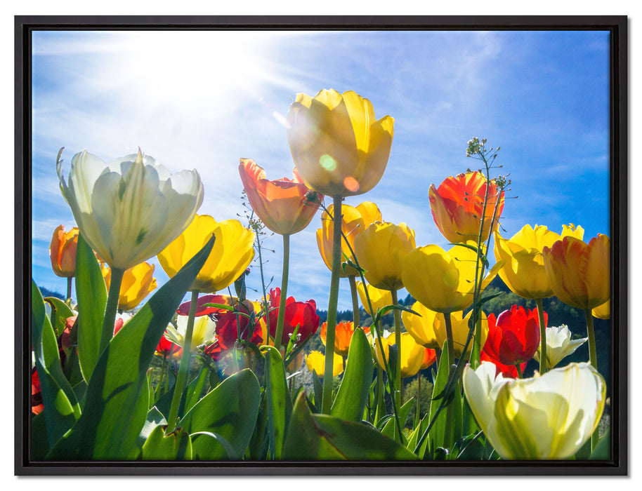 Wiese Froschperspektive auf Leinwandbild gerahmt Größe 80x60