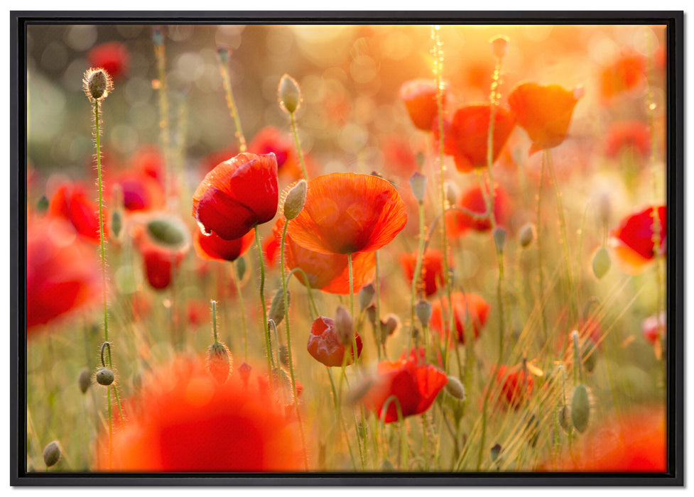Mohnwiese auf Leinwandbild gerahmt Größe 100x70