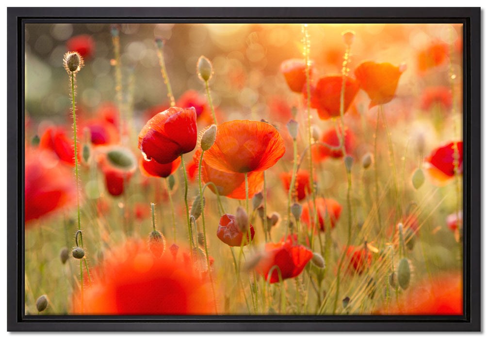 Mohnwiese auf Leinwandbild gerahmt Größe 60x40