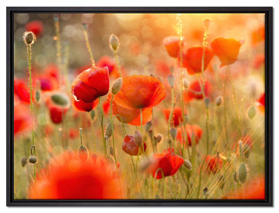 Mohnwiese auf Leinwandbild gerahmt Größe 80x60