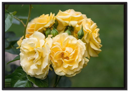 Weiß gelbe Rose Blumen auf Leinwandbild gerahmt Größe 100x70