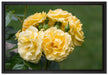 Weiß gelbe Rose Blumen auf Leinwandbild gerahmt Größe 60x40