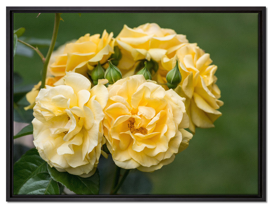 Weiß gelbe Rose Blumen auf Leinwandbild gerahmt Größe 80x60
