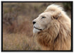 Weißer Löwe im Gebirge auf Leinwandbild gerahmt Größe 100x70