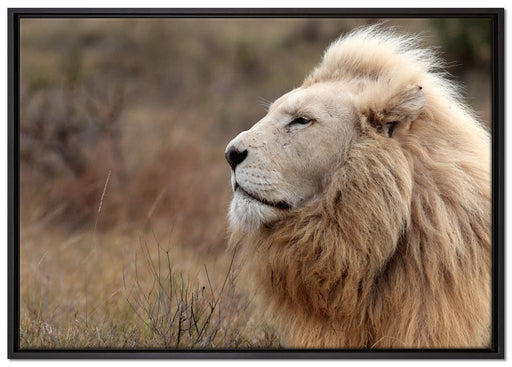 Weißer Löwe im Gebirge auf Leinwandbild gerahmt Größe 100x70