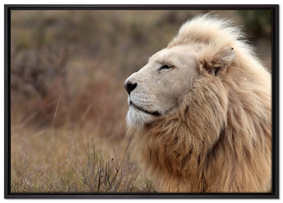 Weißer Löwe im Gebirge auf Leinwandbild gerahmt Größe 100x70