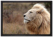 Weißer Löwe im Gebirge auf Leinwandbild gerahmt Größe 60x40