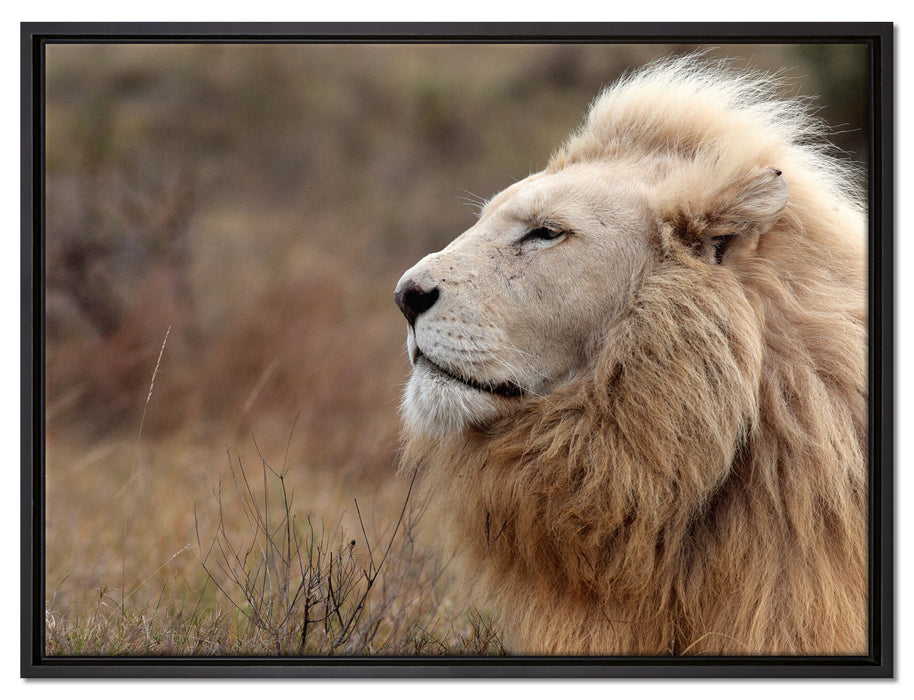 Weißer Löwe im Gebirge auf Leinwandbild gerahmt Größe 80x60