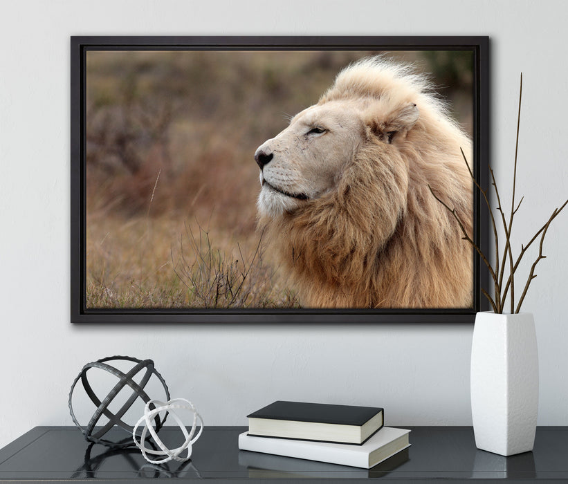Weißer Löwe im Gebirge auf Leinwandbild gerahmt mit Kirschblüten