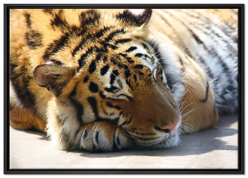 Verschlafener Tiger auf Leinwandbild gerahmt Größe 100x70