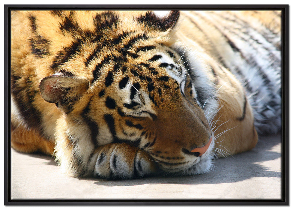Verschlafener Tiger auf Leinwandbild gerahmt Größe 100x70