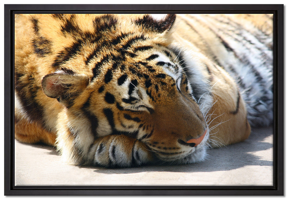 Verschlafener Tiger auf Leinwandbild gerahmt Größe 60x40