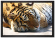 Verschlafener Tiger auf Leinwandbild gerahmt Größe 60x40