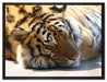 Verschlafener Tiger auf Leinwandbild gerahmt Größe 80x60