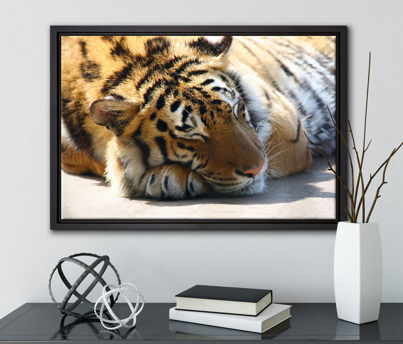 Verschlafener Tiger auf Leinwandbild gerahmt mit Kirschblüten