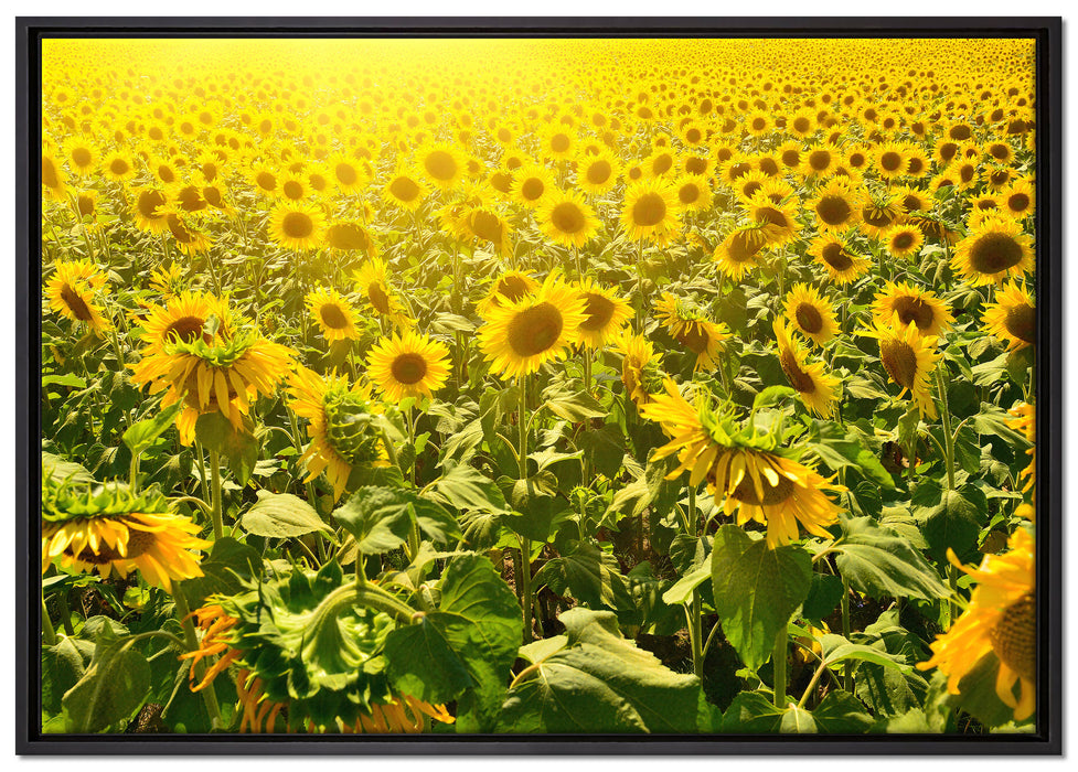 Riesiges Sonnenblumenfeld auf Leinwandbild gerahmt Größe 100x70