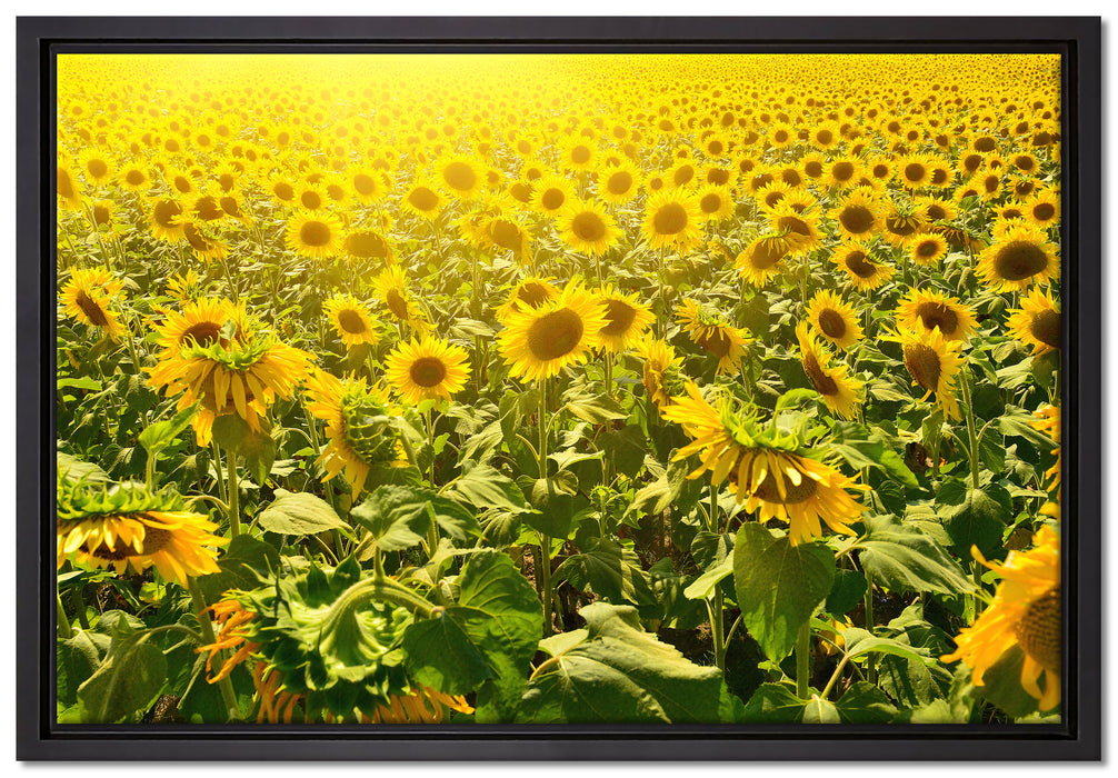 Riesiges Sonnenblumenfeld auf Leinwandbild gerahmt Größe 60x40