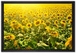 Riesiges Sonnenblumenfeld auf Leinwandbild gerahmt Größe 60x40