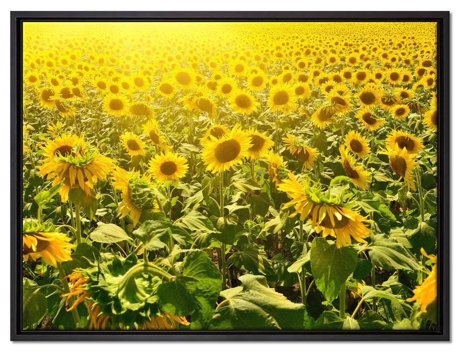 Riesiges Sonnenblumenfeld auf Leinwandbild gerahmt Größe 80x60