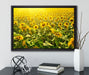 Riesiges Sonnenblumenfeld auf Leinwandbild gerahmt mit Kirschblüten