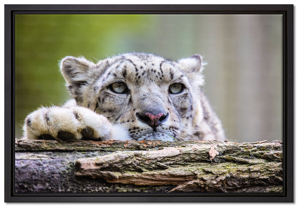 Schöner Leopard auf Leinwandbild gerahmt Größe 60x40