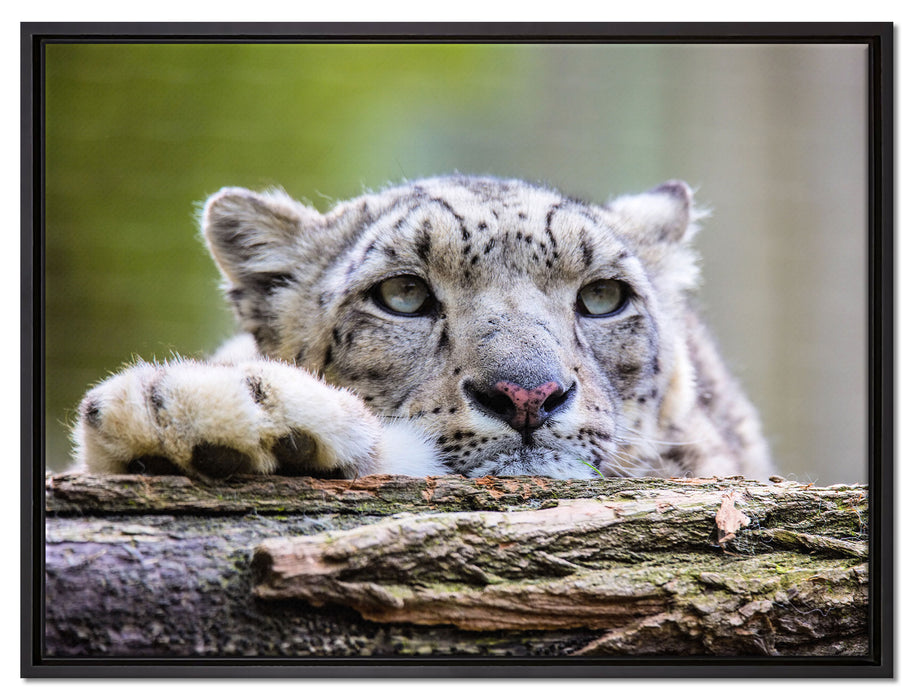 Schöner Leopard auf Leinwandbild gerahmt Größe 80x60