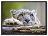 Schöner Leopard auf Leinwandbild gerahmt Größe 80x60