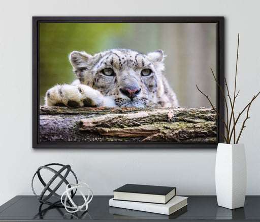 Schöner Leopard auf Leinwandbild gerahmt mit Kirschblüten