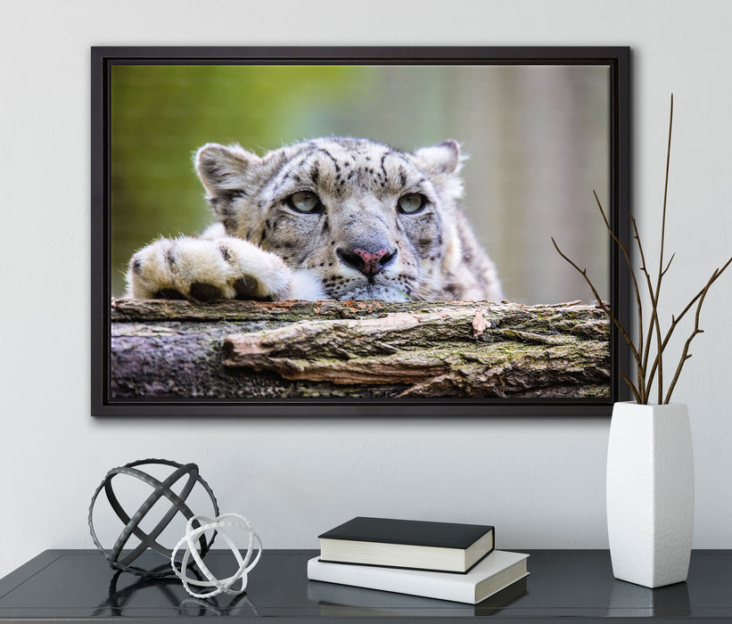 Schöner Leopard auf Leinwandbild gerahmt mit Kirschblüten