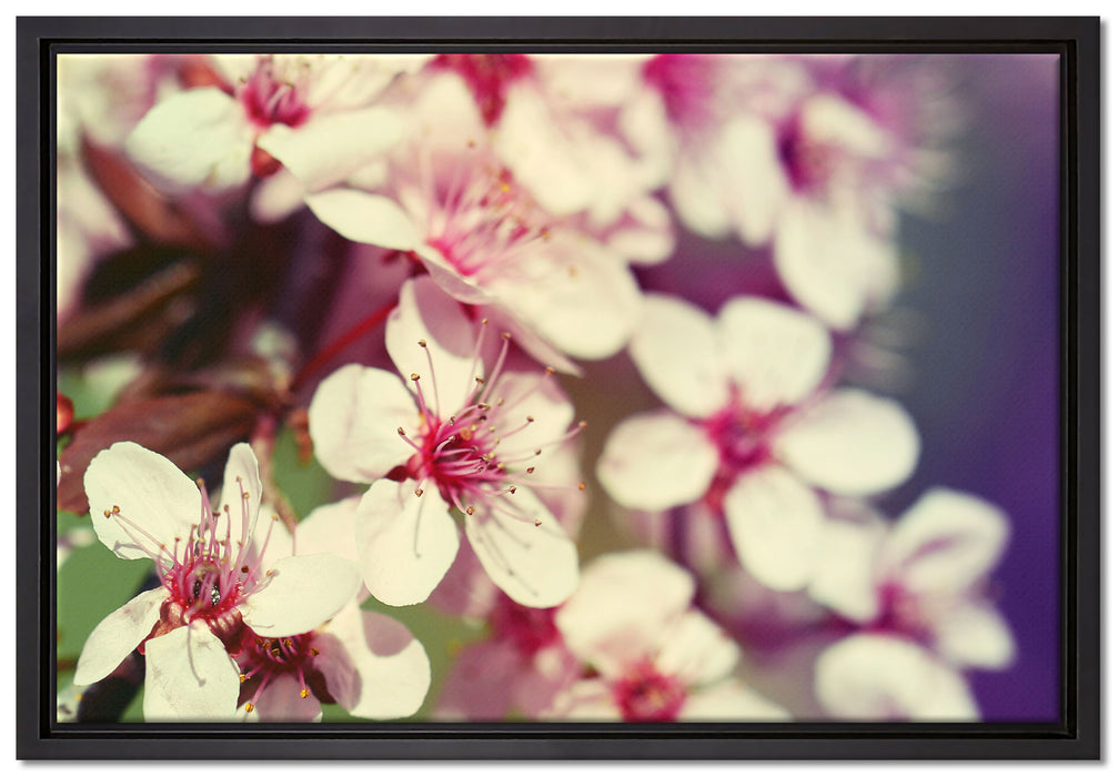 Kirschblüten Retro auf Leinwandbild gerahmt Größe 60x40