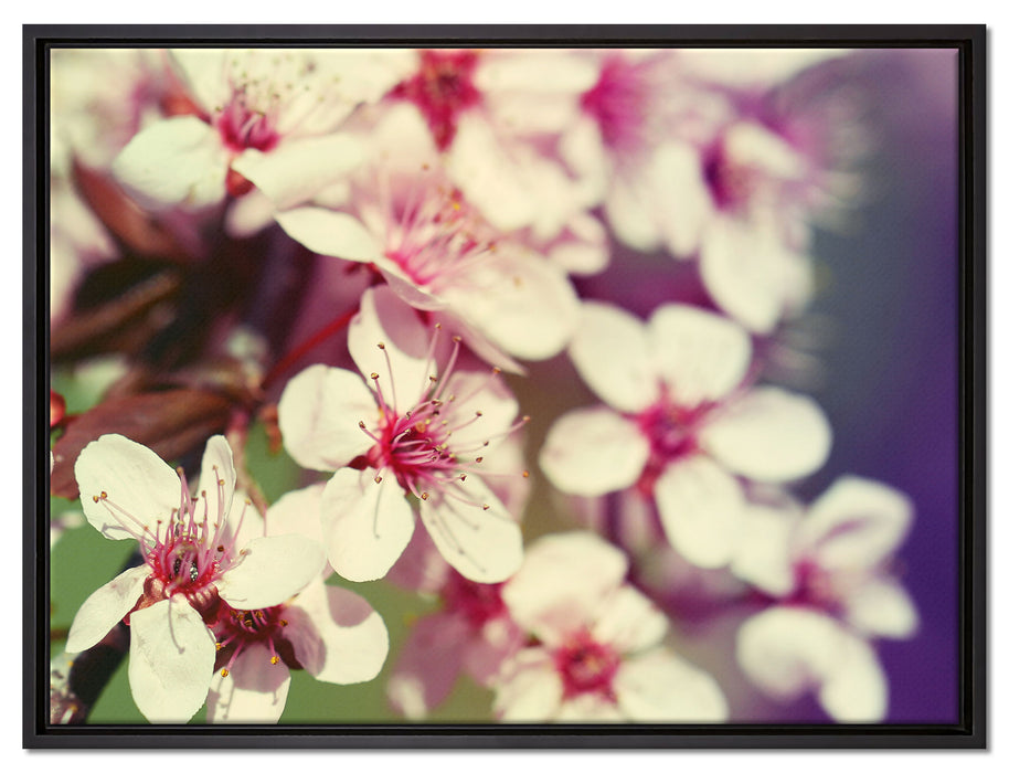 Kirschblüten Retro auf Leinwandbild gerahmt Größe 80x60