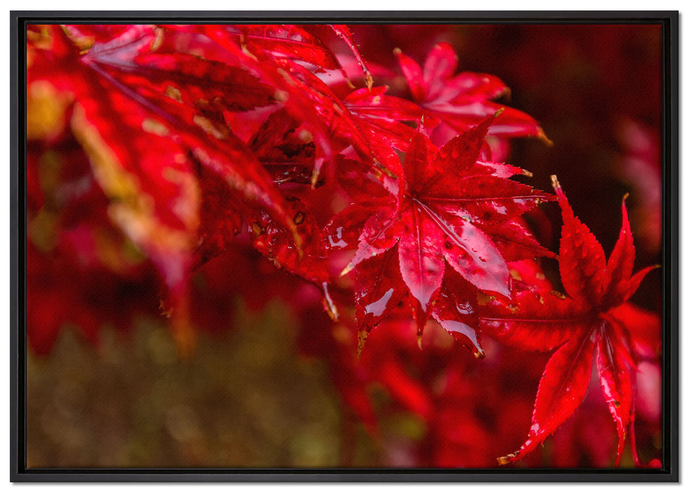 Roter Ahorn im Sonnenlicht auf Leinwandbild gerahmt Größe 100x70
