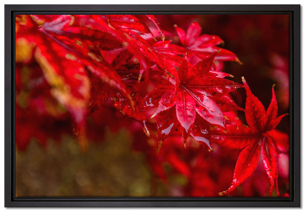 Roter Ahorn im Sonnenlicht auf Leinwandbild gerahmt Größe 60x40