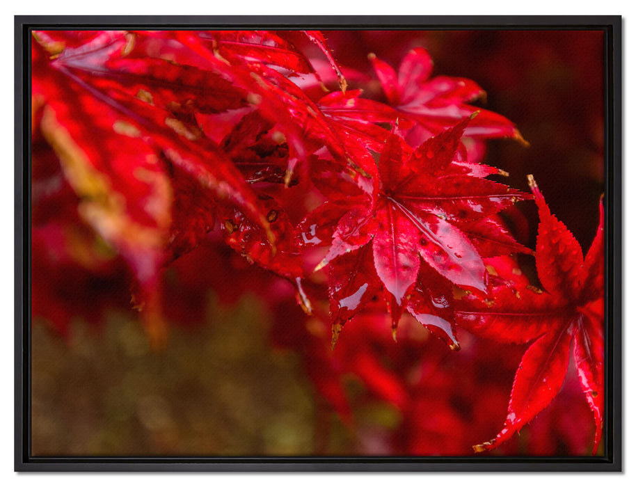 Roter Ahorn im Sonnenlicht auf Leinwandbild gerahmt Größe 80x60