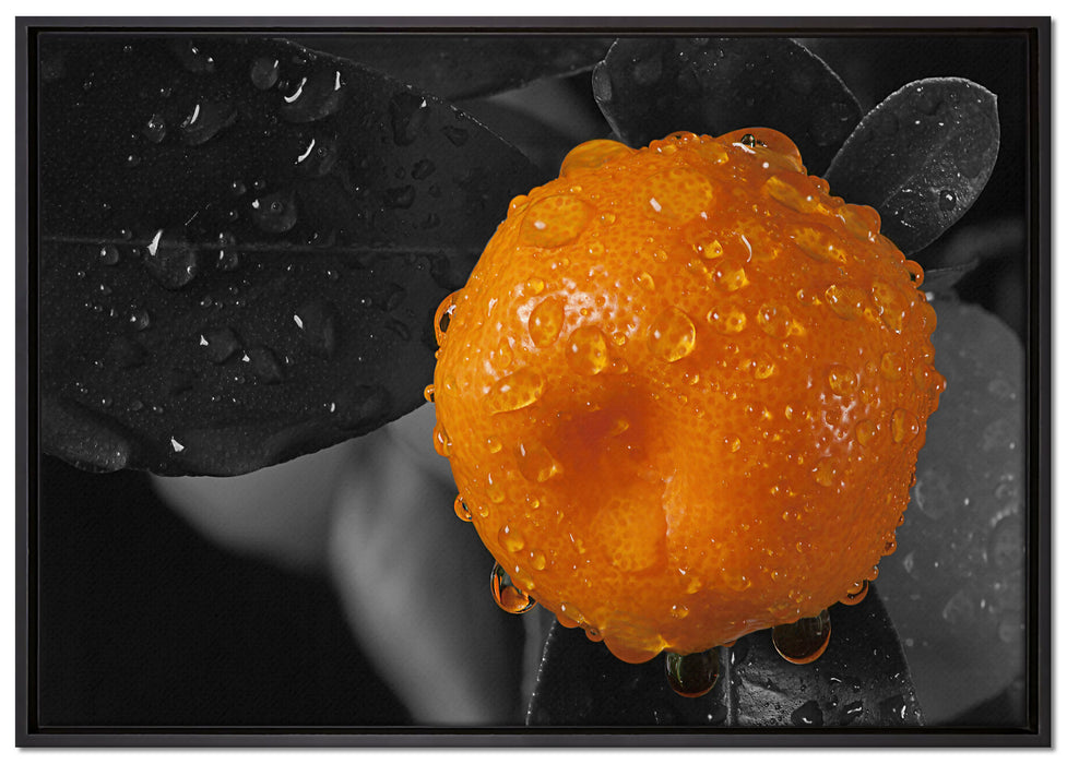 Orange mit Wassertropfen auf Leinwandbild gerahmt Größe 100x70
