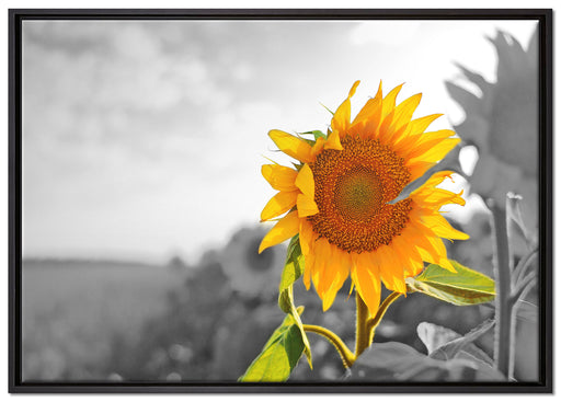 Nahaufnahme einer Sonnenblume auf Leinwandbild gerahmt Größe 100x70