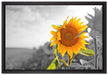 Nahaufnahme einer Sonnenblume auf Leinwandbild gerahmt Größe 60x40