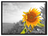 Nahaufnahme einer Sonnenblume auf Leinwandbild gerahmt Größe 80x60