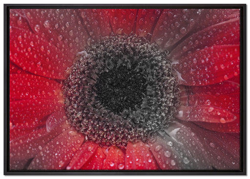 Rote Gerbera mit Wassertropfen auf Leinwandbild gerahmt Größe 100x70